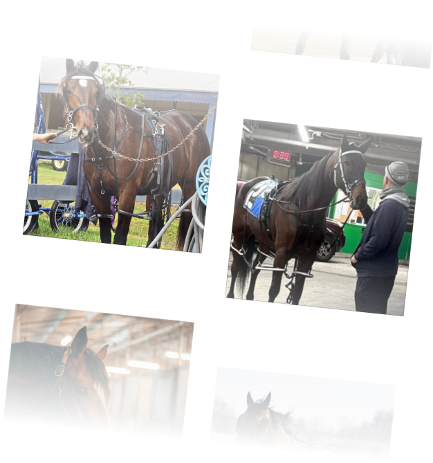 The HorseRWA Racing Stable